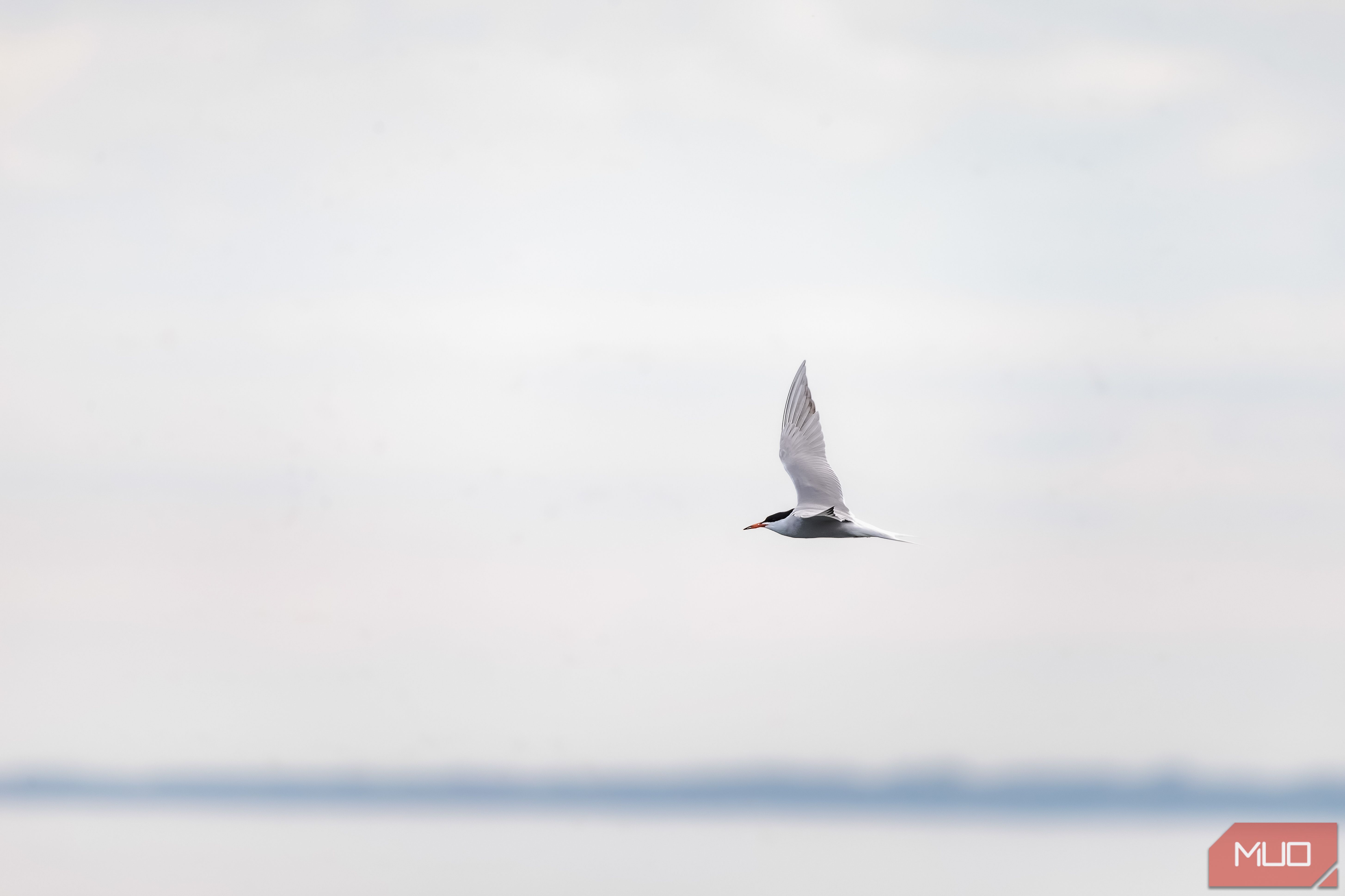 Common Tern-Edited